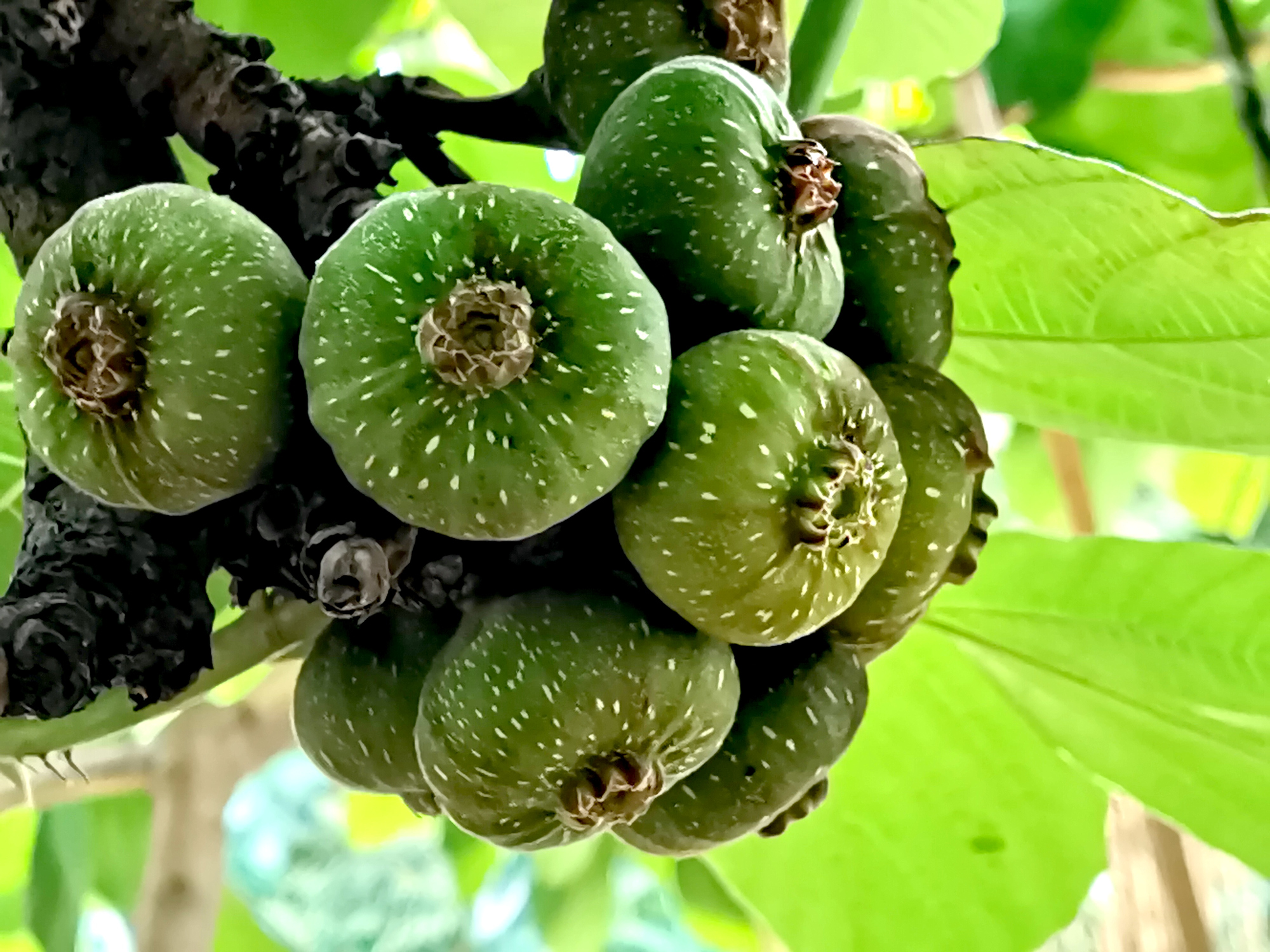 Được Dùng Nhiều Trong Các Món Ăn Chơi Nhưng Loại Quả Này Có Thể Khiến Bạn Dị Ứng, Hạ Đường Huyết